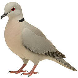 Ringneck Dove